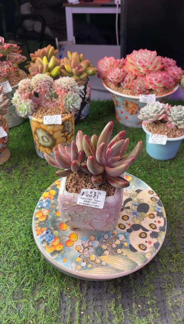 昆明印象多肉2671