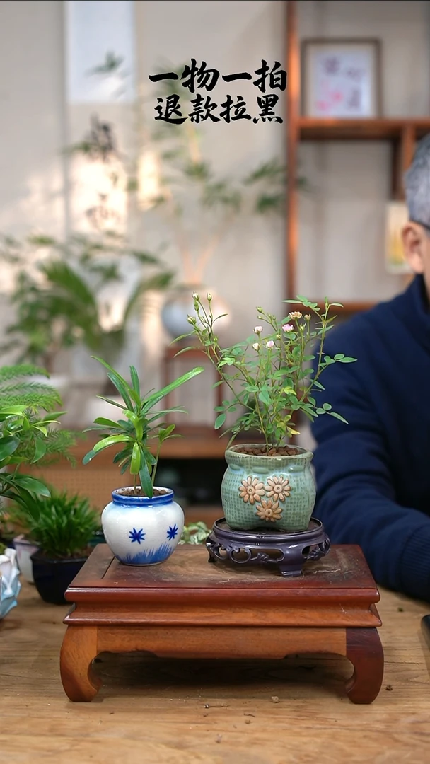 完全开放鲱***?月季+罗汉松229