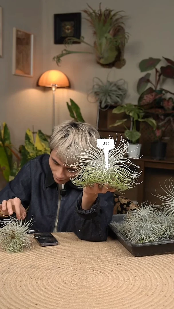 不开花植物U914-空气凤梨-鸡毛掸子（超大）