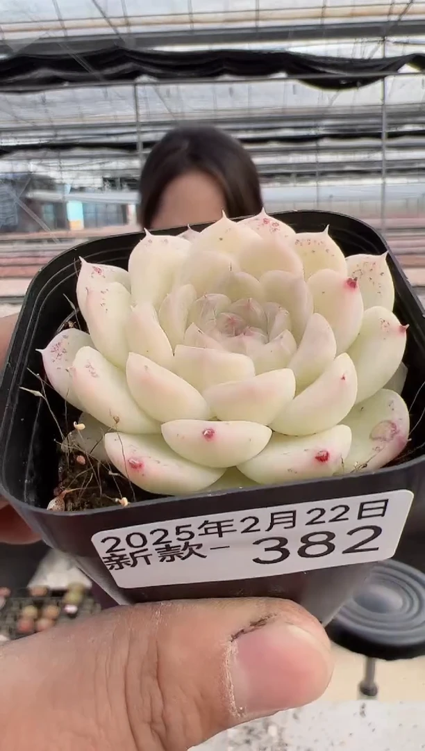 【闪购商品】新款多肉-382