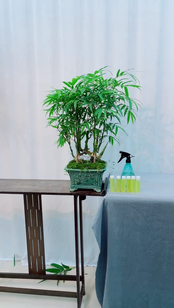 无花朵竹子盆景竹子盆景