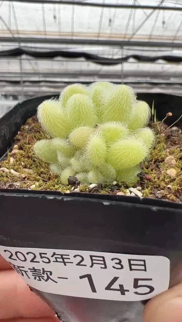 【闪购商品】新款多肉-145