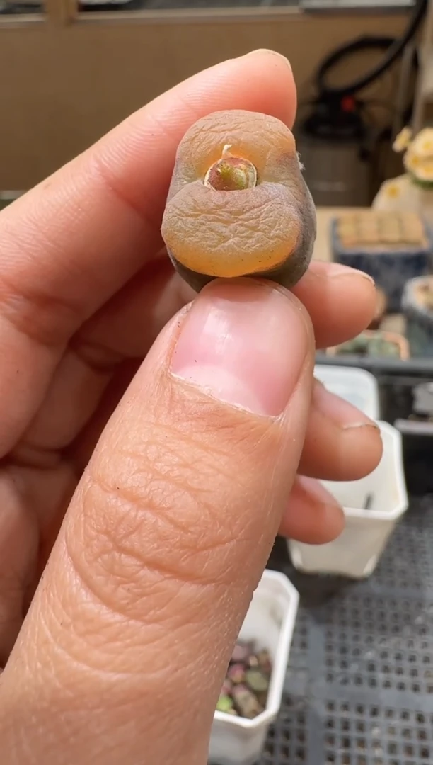 30-225多肉植物肉锥