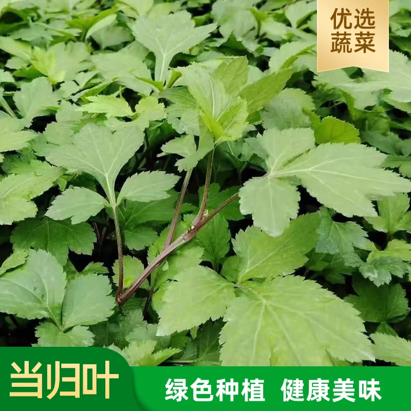 新鲜当归叶 食用苗菜 现摘现发 新鲜脆嫩 农家自种