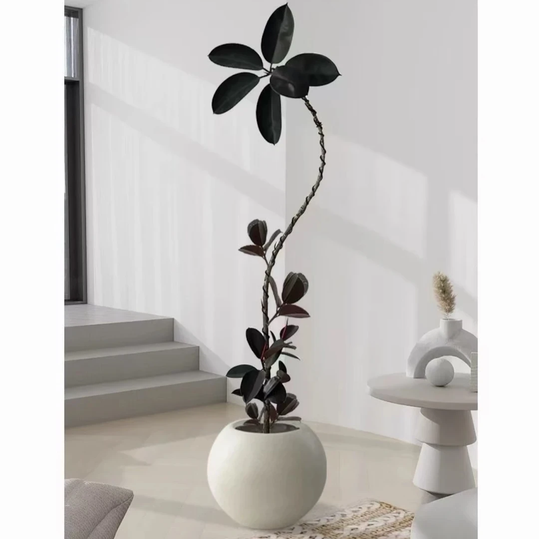 【黑金刚】高端绿植黑金刚橡皮树室内外大型网红绿植盆栽好养