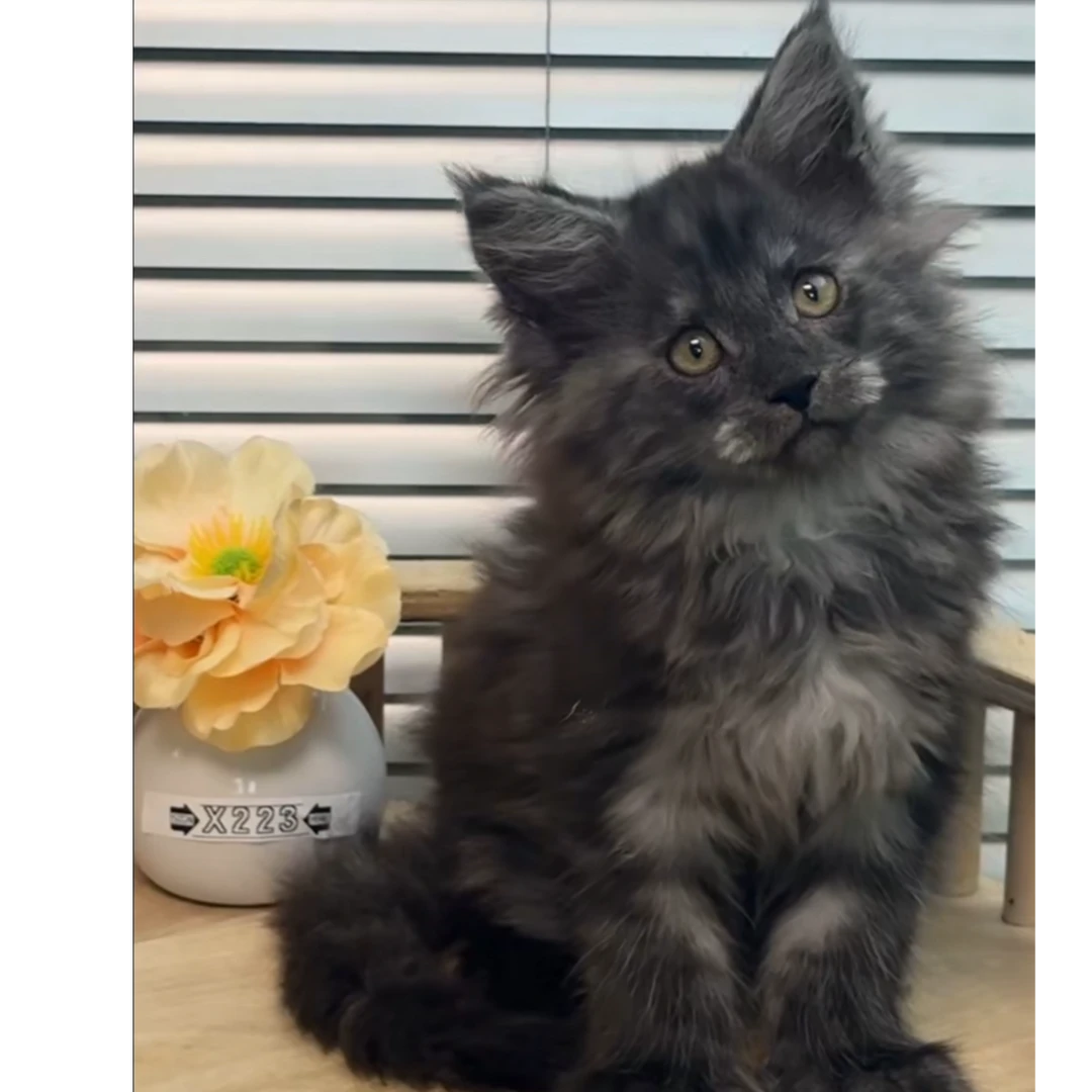 全品种猫咪包含金渐层银渐层布偶猫缅因猫等