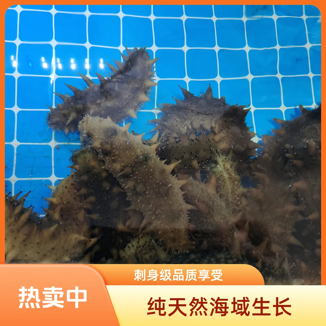 大连活海参25一根