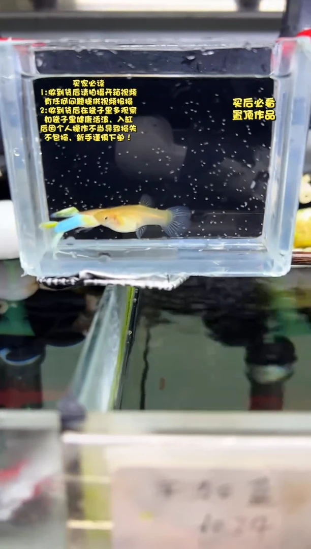 孔雀鱼无怨孔雀鱼