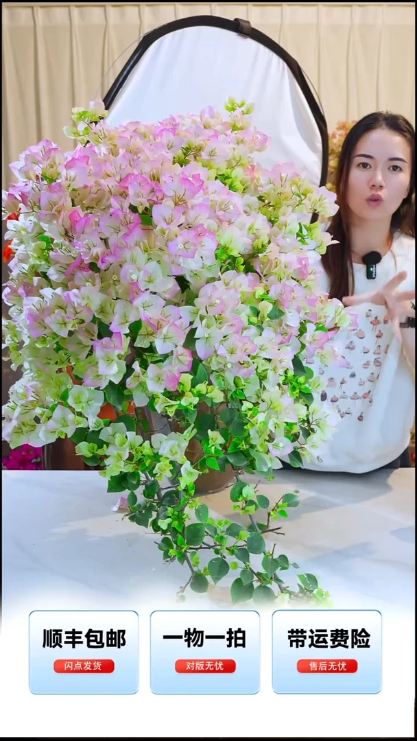 大部分开放少量花苞绿樱