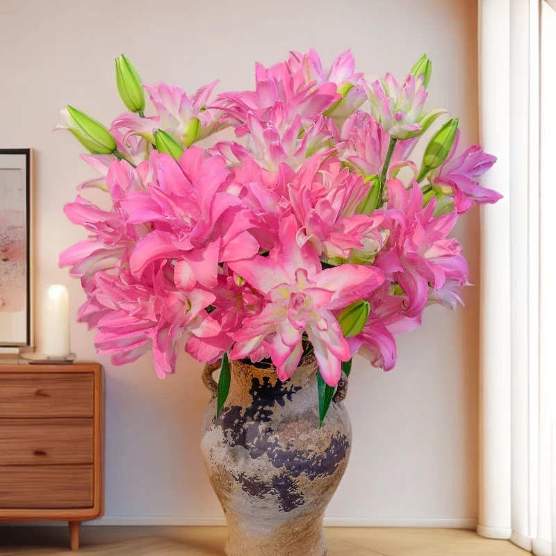 【植迷专属】水蜜桃 重瓣香水百合花清香粉色渐变高贵水养百合