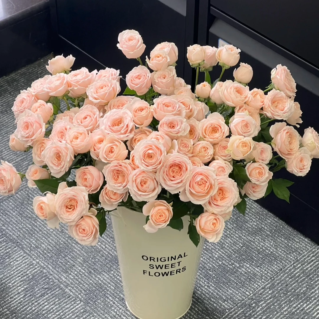 【珍妮贝儿多头玫瑰】任意两单及两单以上鲜花顺丰包邮发货