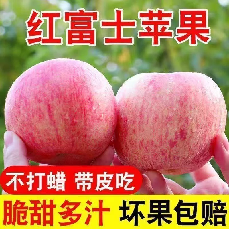 正宗山西运城红富士苹果新鲜现摘脆甜水果