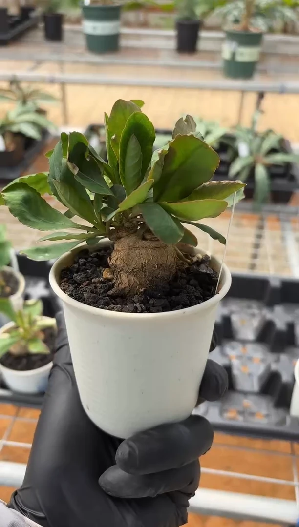 莫拉提大戟FA-5059