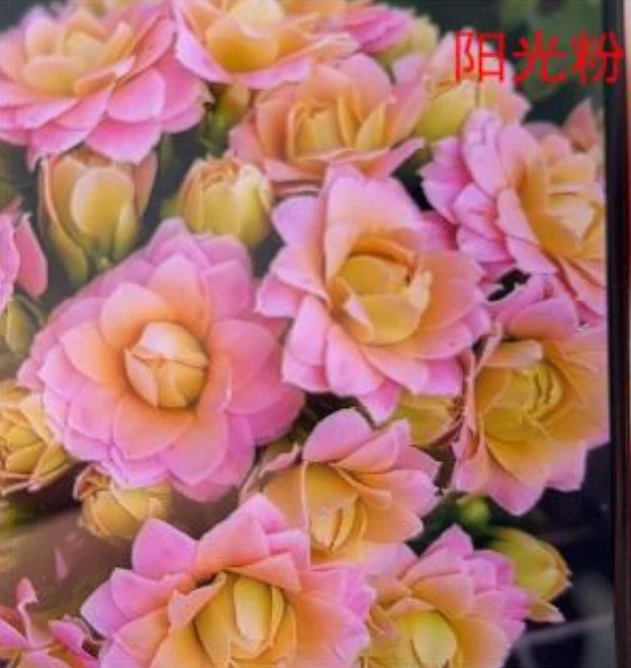 110阳光粉长寿花