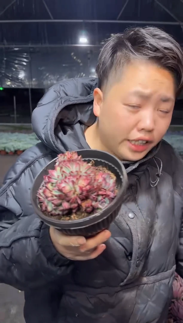 拉糖缀化带盆土 5