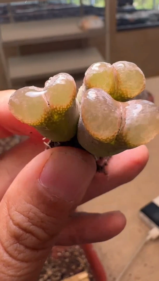 9-89多肉植物肉锥