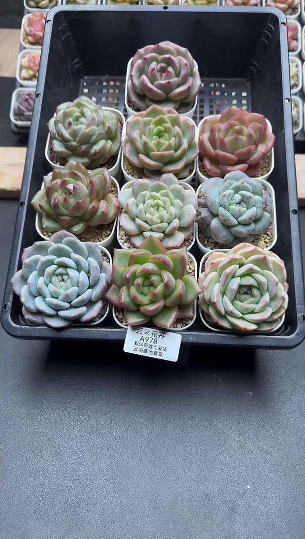 珍妮杂交多肉A978