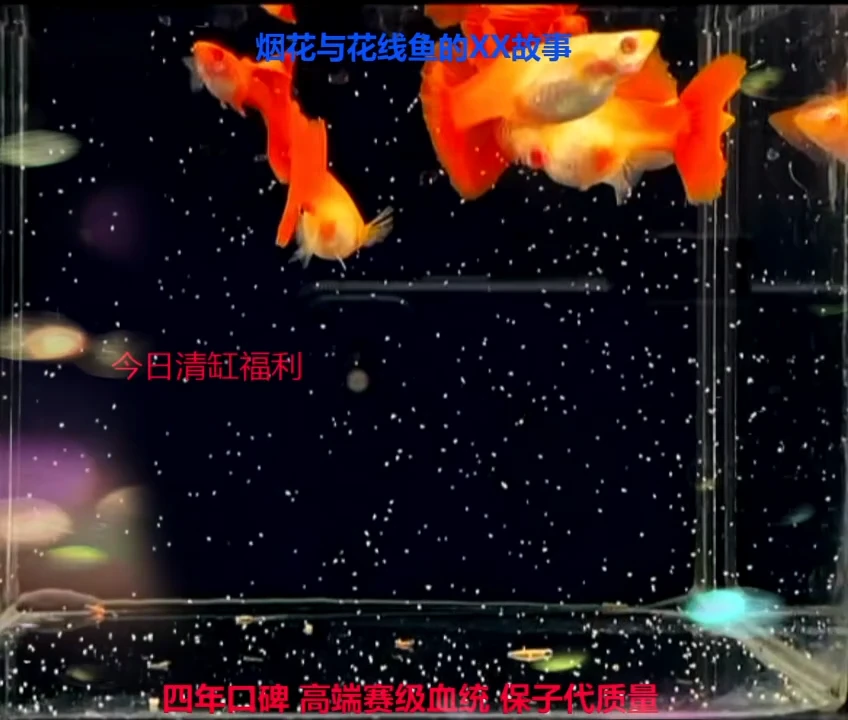 孔雀鱼用****0超红微破2对福利加备损