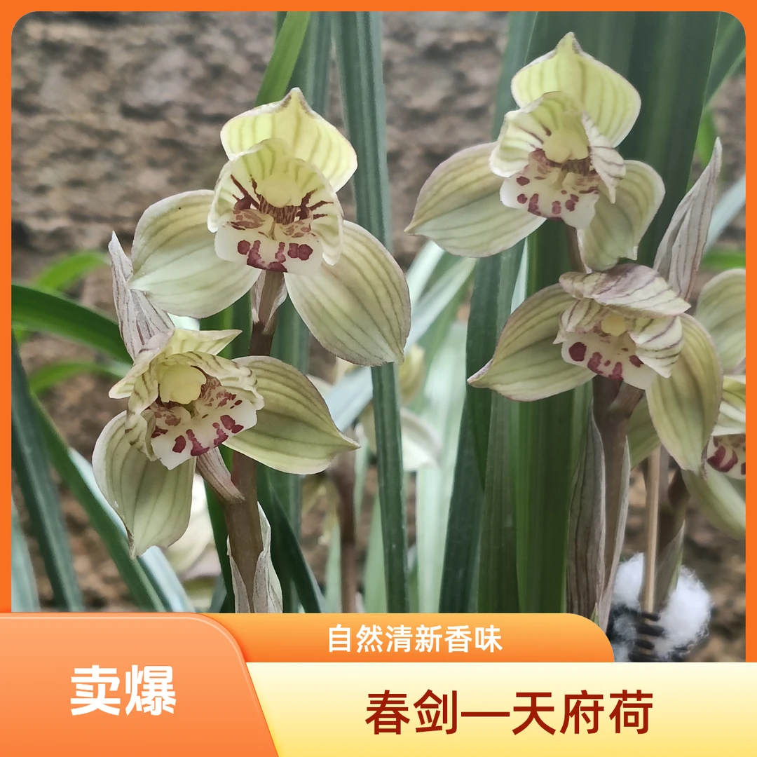 春剑—天府荷、崇宁海棠、龙门素（裸根发货，不带盆，不带质料）