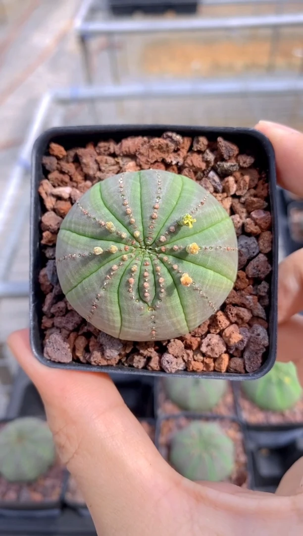 布纹球FB-6108