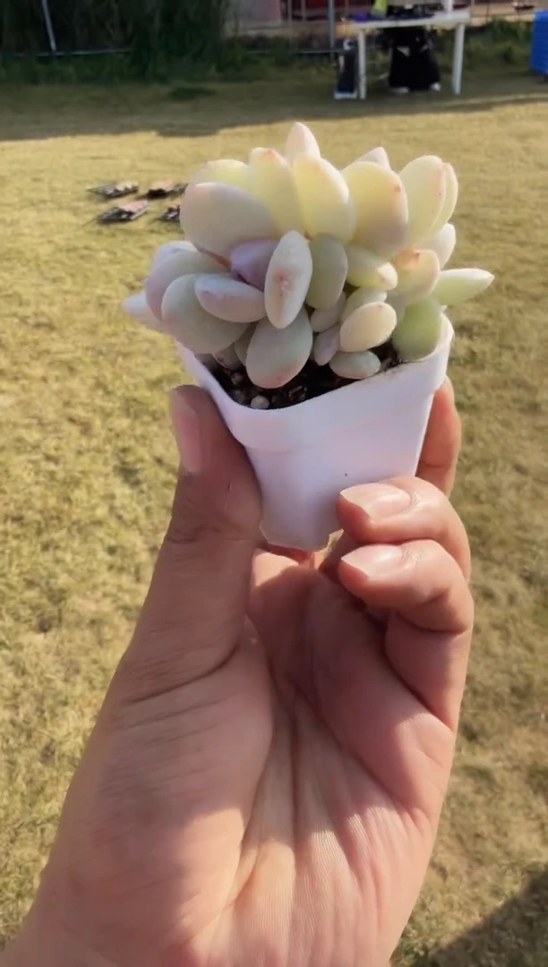 东云多肉园新款-212