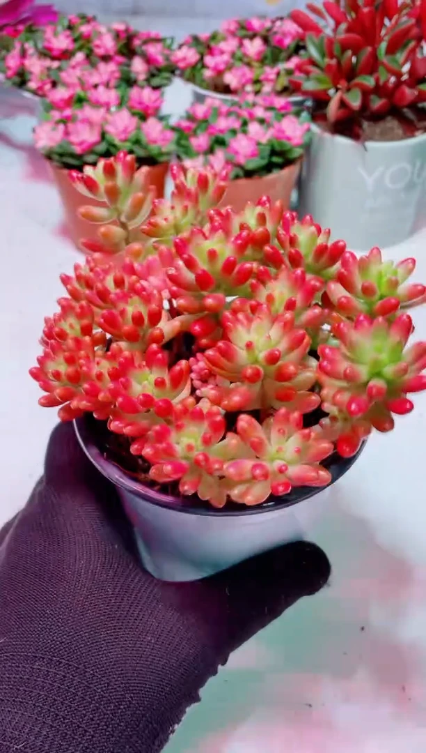 多头转运珠多肉植物