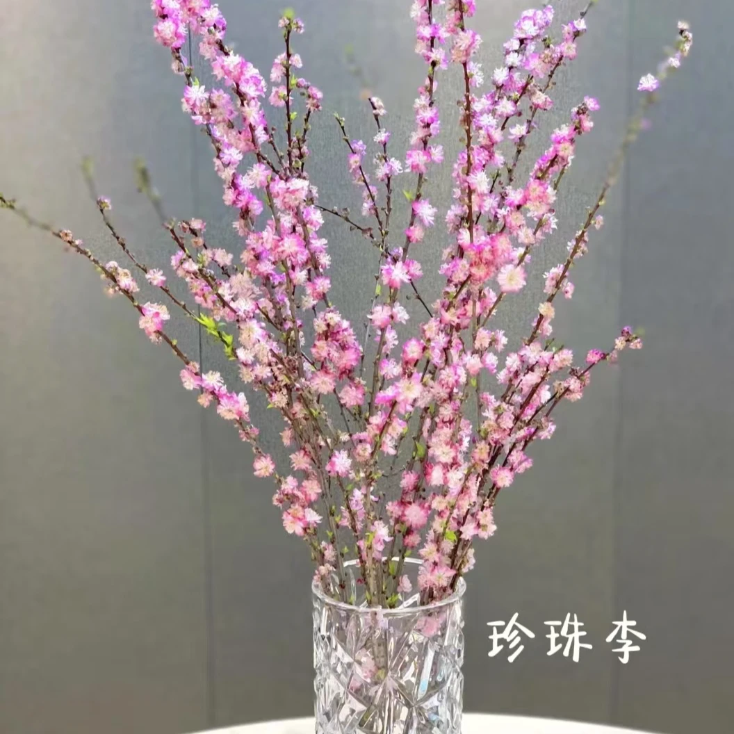 珍珠李任意两单包邮