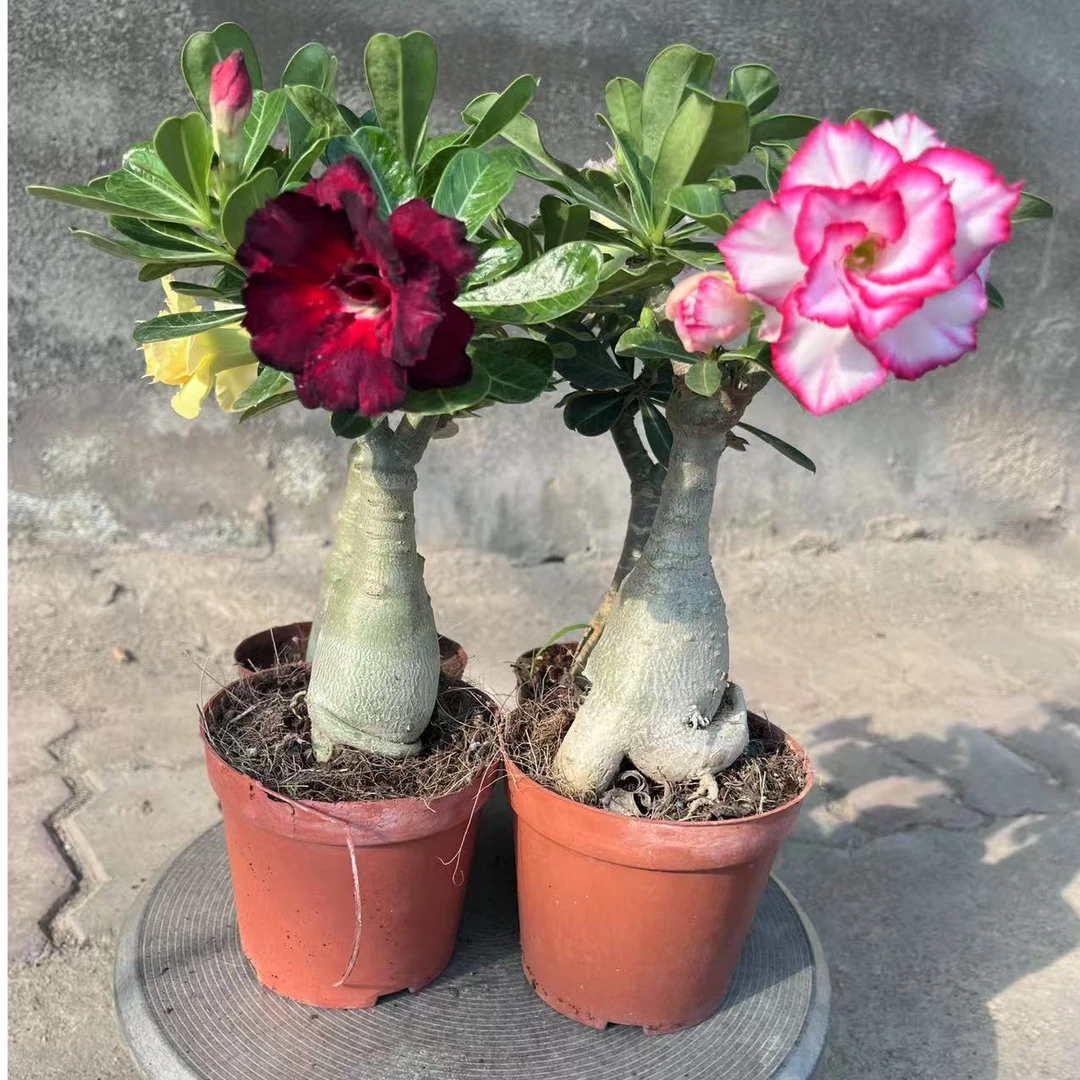 沙漠玫瑰盆栽老桩四季开花重瓣绿植室内客厅花卉耐干好养