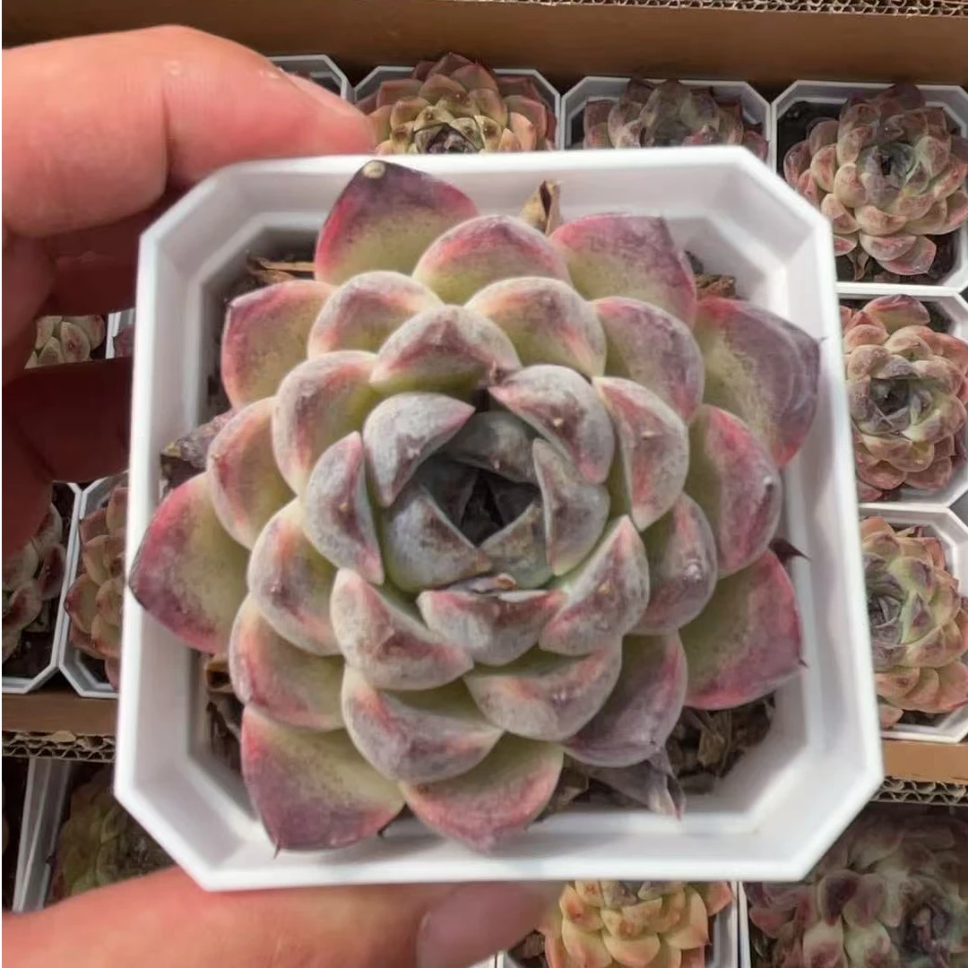 满9.9包邮   紫水晶多肉植物盆栽