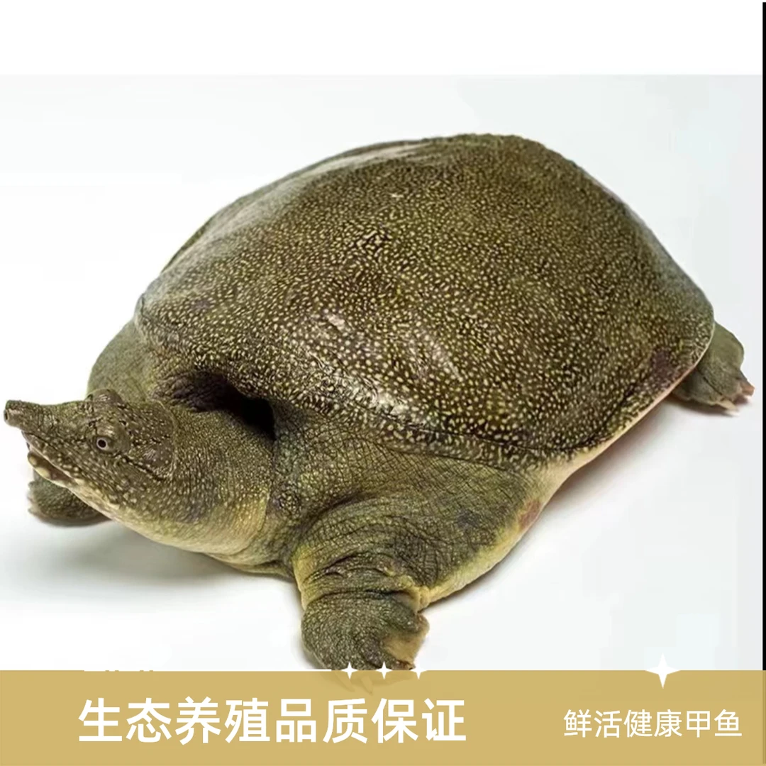 外塘野养39米2只/单只1-1.2斤/甲鱼2只装(活发)