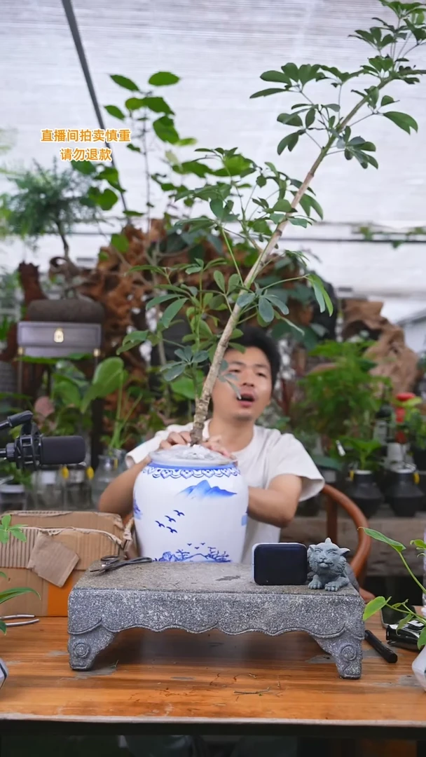 当前无花栽培后可以开花鸭掌木022+