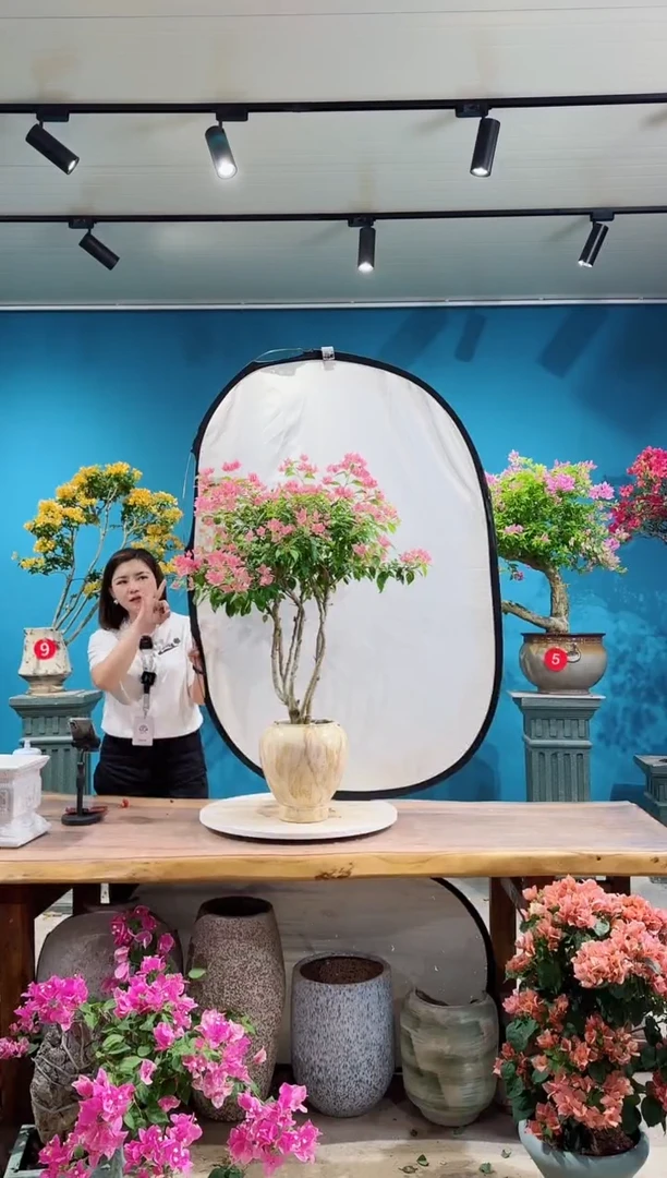 全部花朵粉水晶三角梅