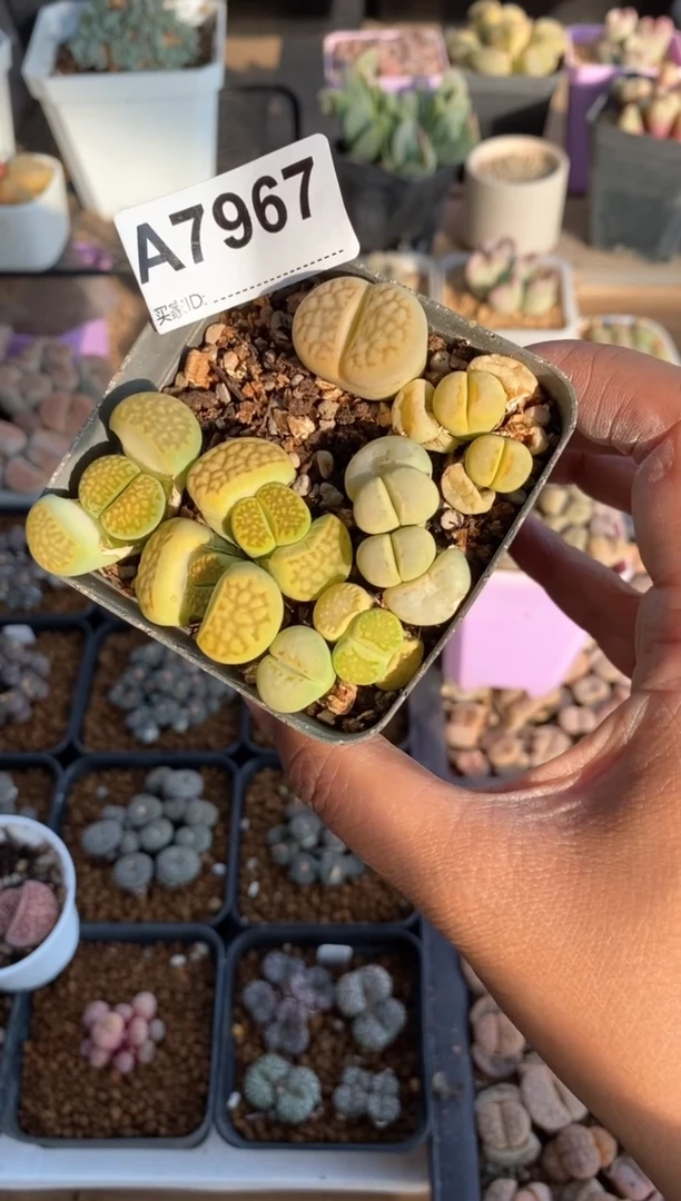 【闪购商品】7967直播一物一拍