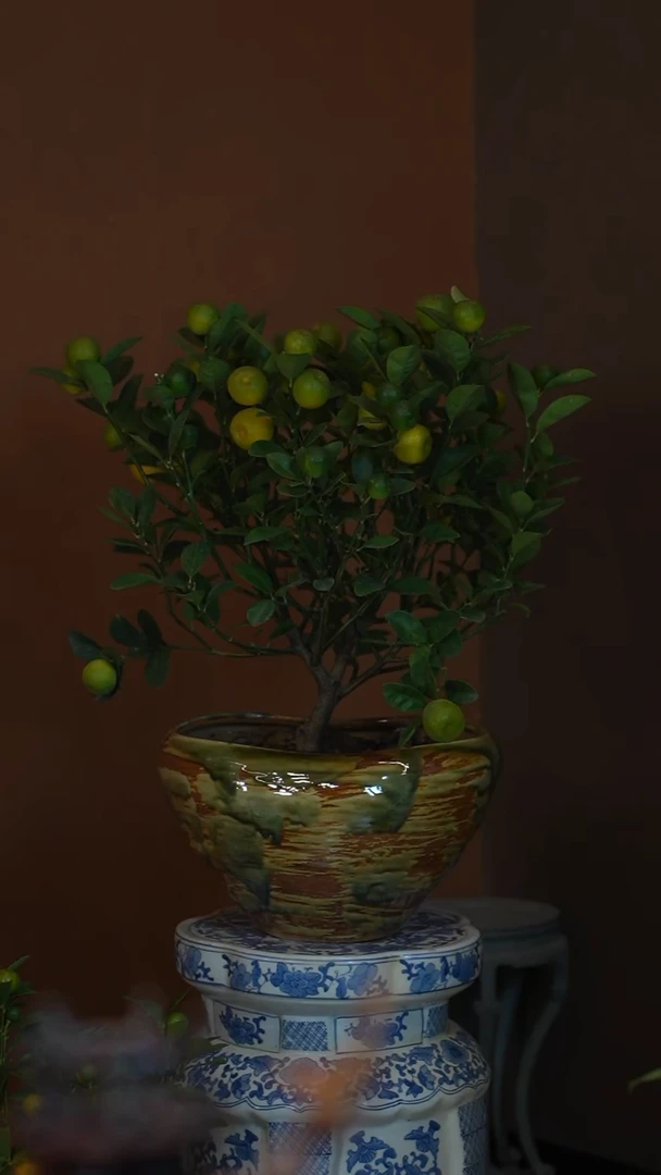 全部花朵金蛋盆景盆景盆景