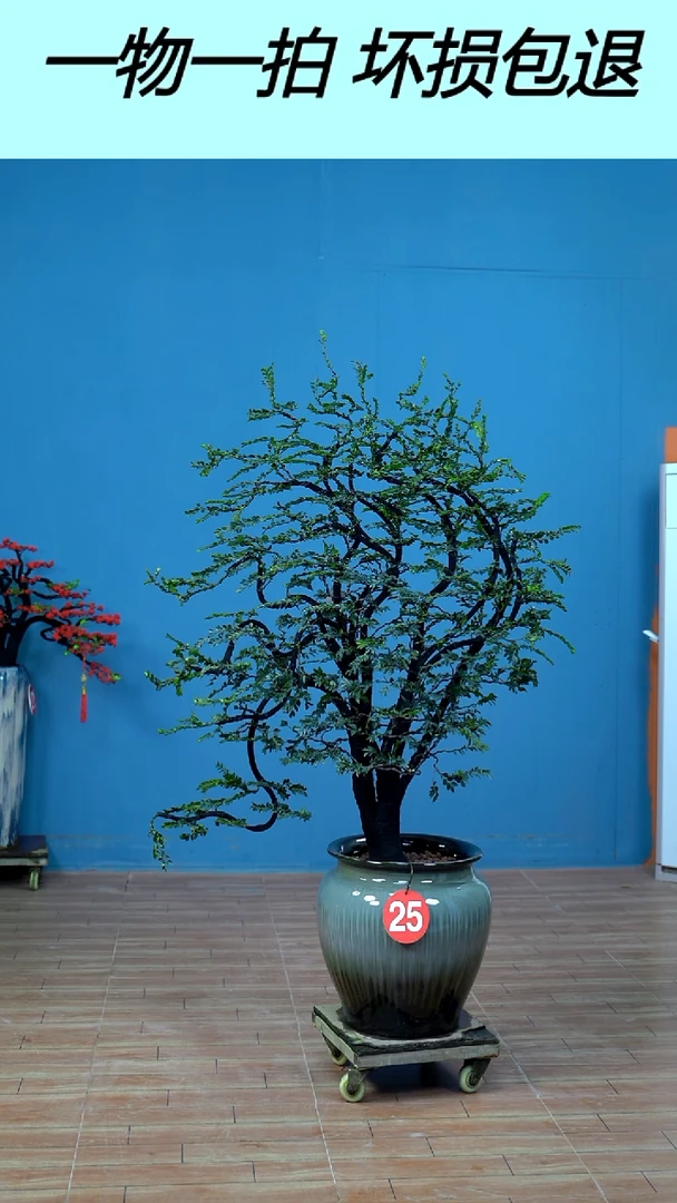 以实际为准广东小叶紫檀25号