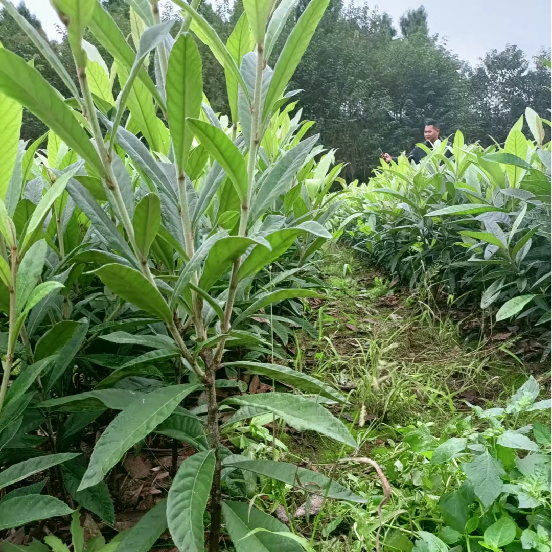 嫁接大五星裸根打泥浆修剪叶片嫩梢介意者勿拍包邮