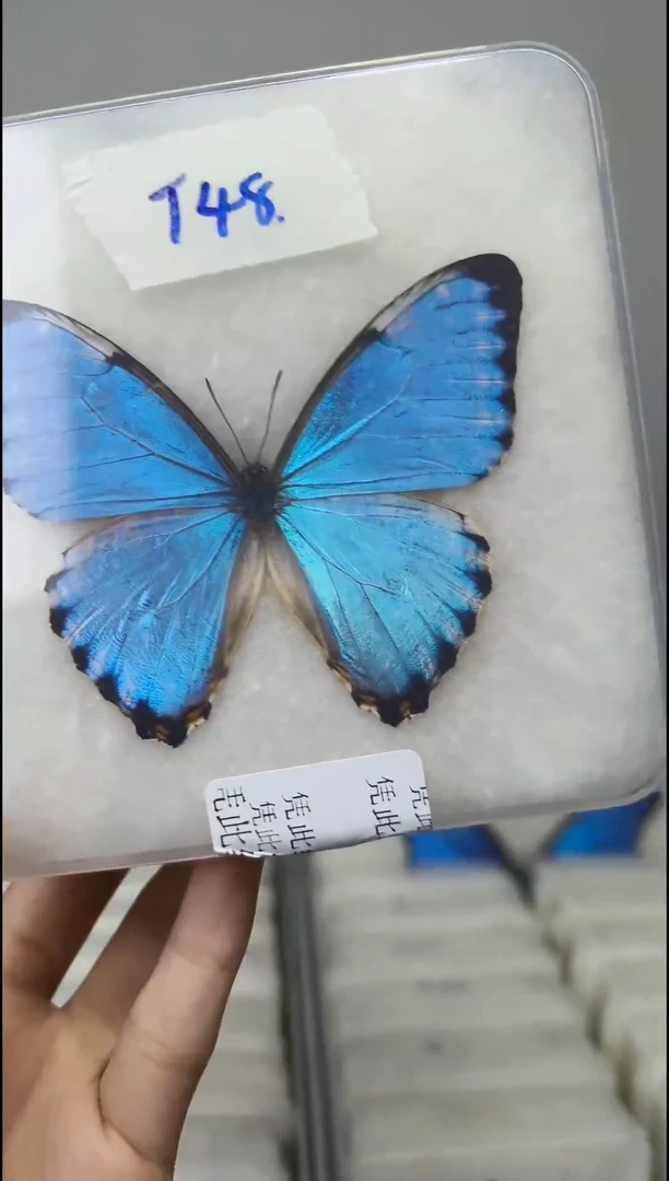 展翅品一图一物T48