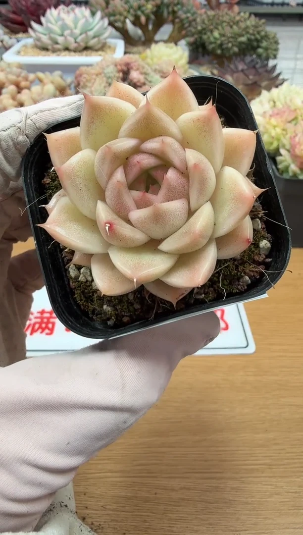 东云多肉园二店-144