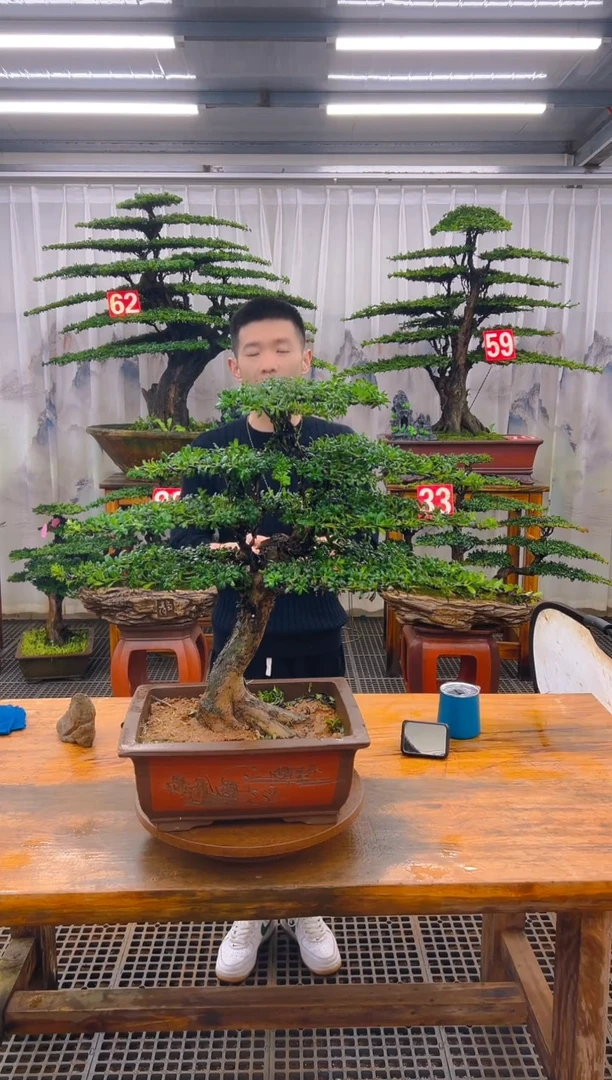 无花朵精品盆景直播间一物一拍