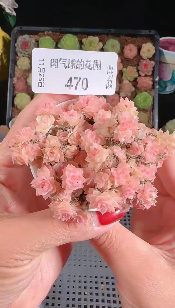 1123-470群生不包整