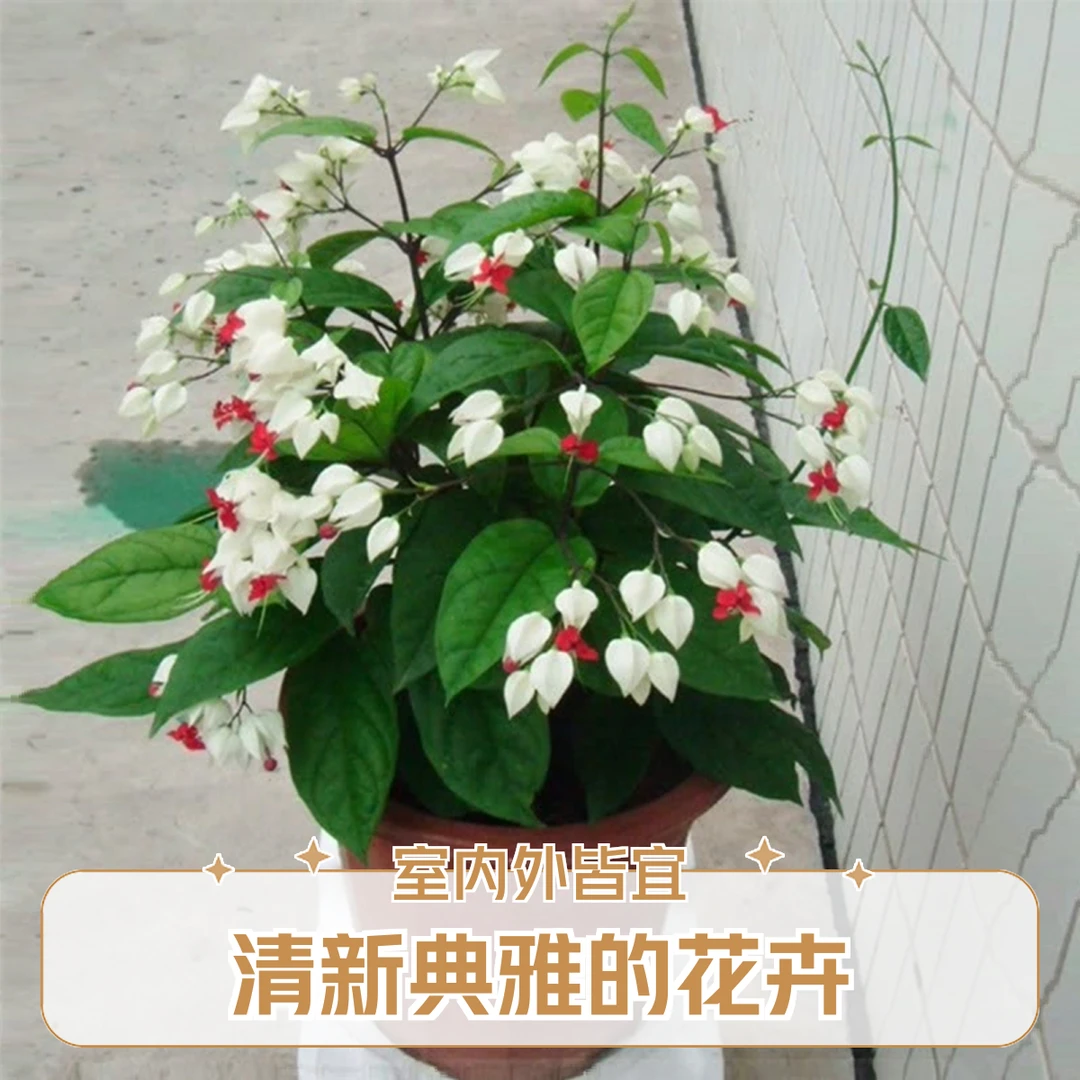 龙吐珠花苗盆栽室内外庭院阳台四季开花好养易活爬藤观赏植物花卉