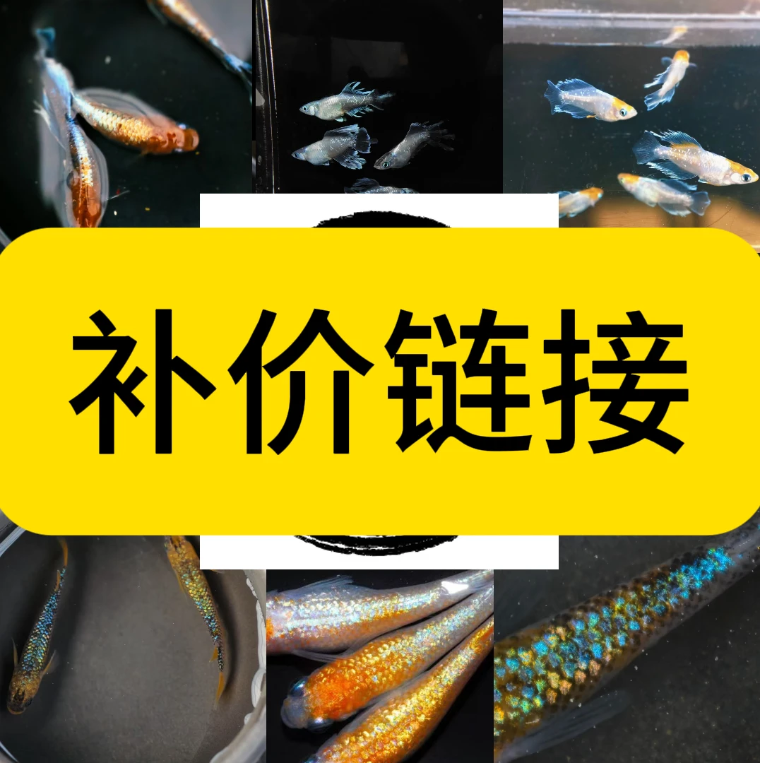 观背青鳉补价补价