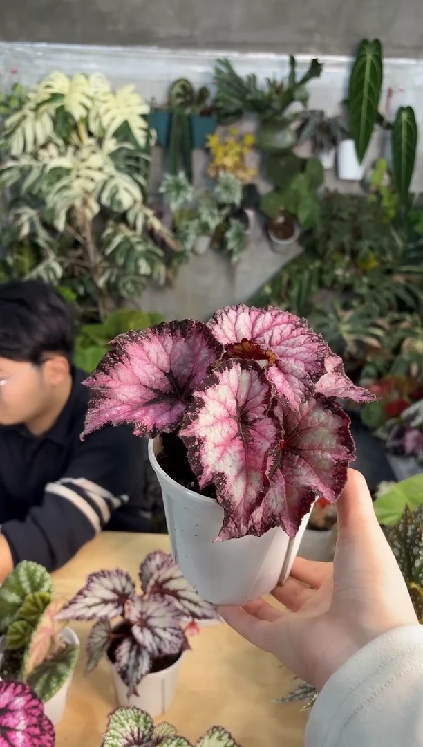 完全开放coco小姐秋海棠