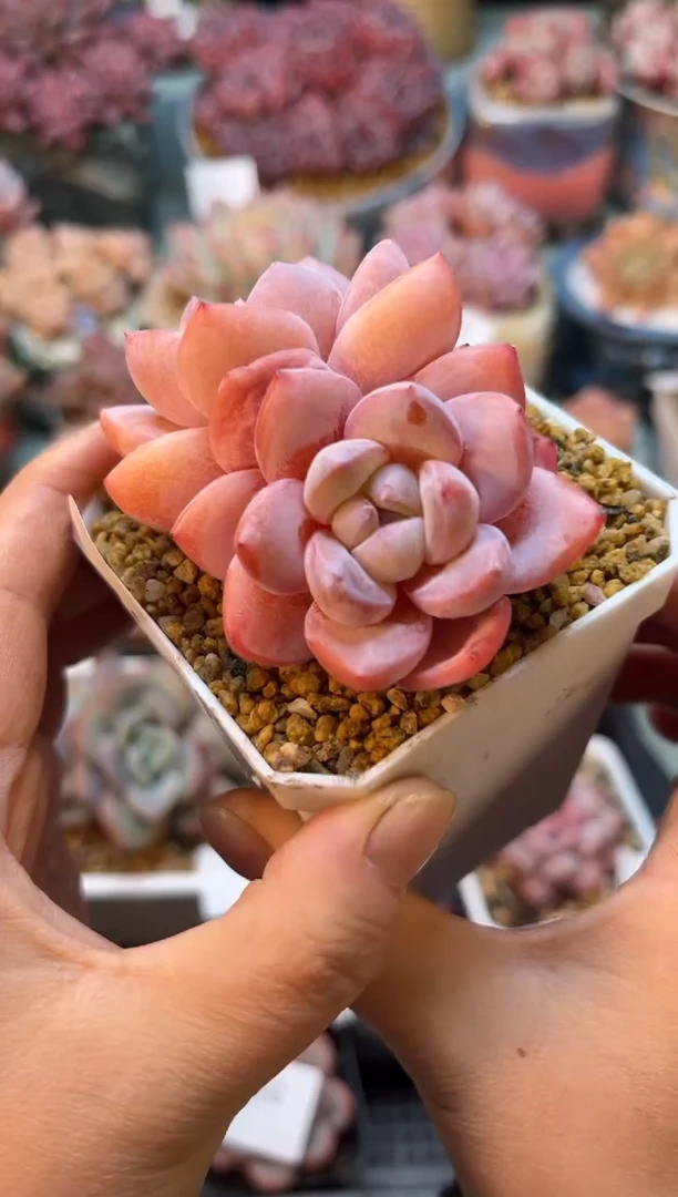 531双头糖果多肉