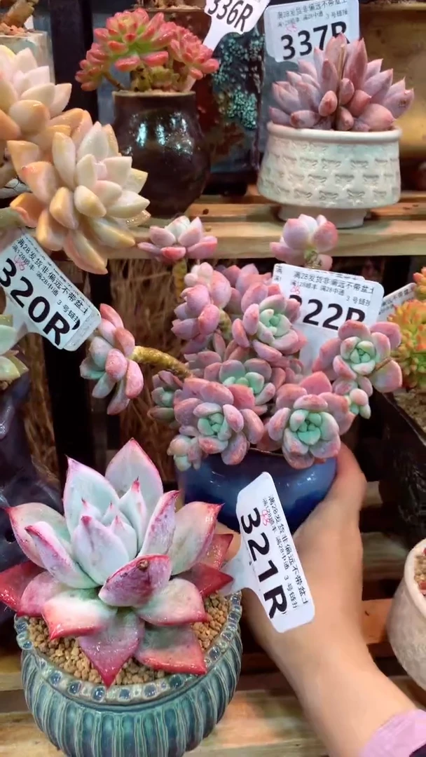 322R(一物一拍实付满28发货，默认不带盆土）