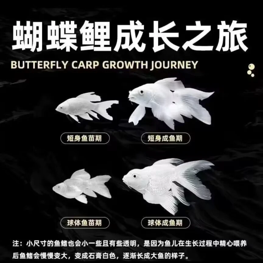 台湾蝴蝶鲤专用鱼饲料高蛋白质鱼粮，喂食精选优质健康上浮鱼粮