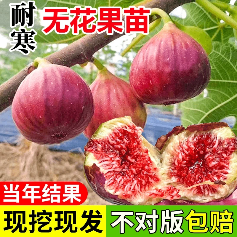 波姬红无花果树苗盆栽地栽南北方种植矮化无花果苗果树苗当年结果