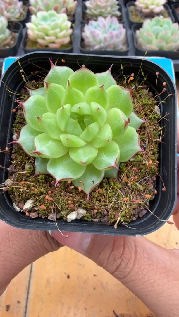 东云多肉园二店-116