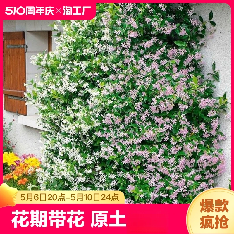 风车茉莉月季花花浓香盆栽大苗四季开花耐寒爬藤花卉庭院阳台绿植