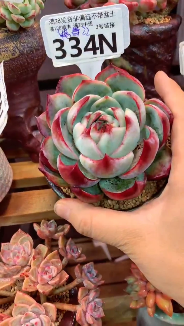334N  (一物一拍实付满28发货，默认不带盆土）
